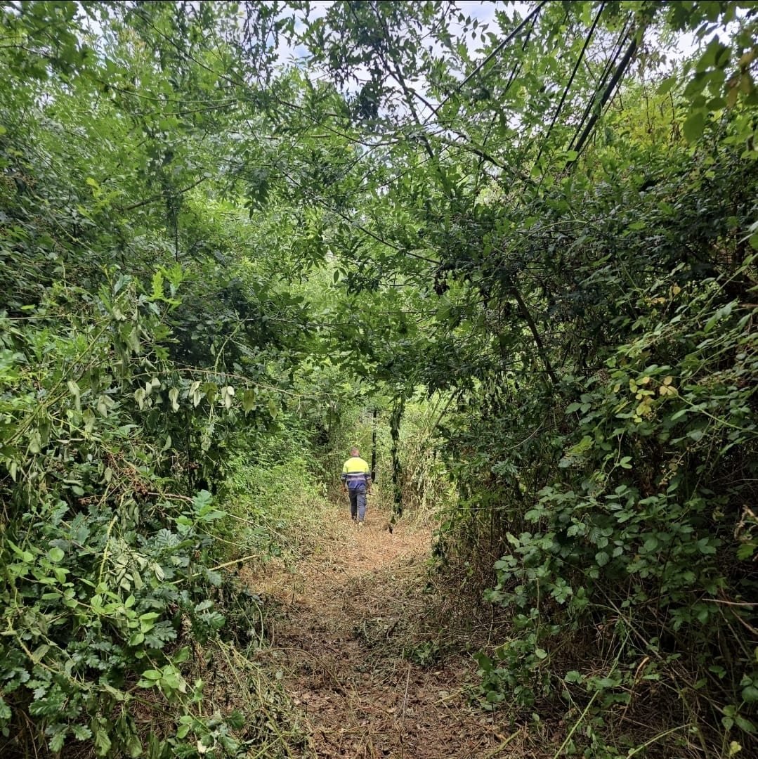 Desbroce limpo baixo liñas na Costa da Morte